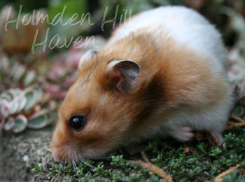 Starla- Golden Tortoiseshell and White (Banded) Satin Shorthaired